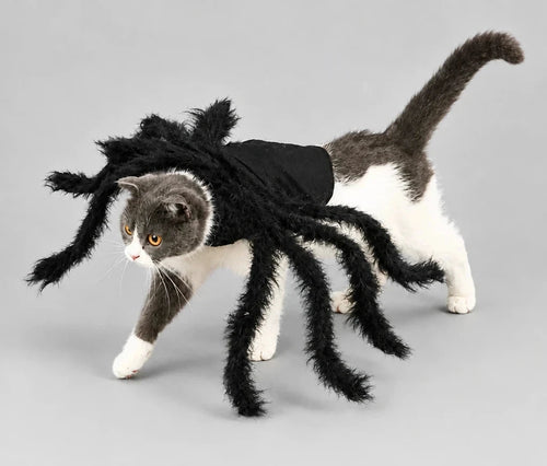 Chat en costume d'araignée géante – Le Vestiaire des Pattes